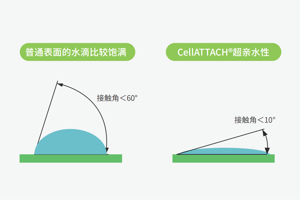 独特的超亲水表面处理技术，能为细胞提供更好的吸附性，促进细胞快速贴壁生长，提高产量