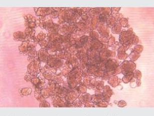 经不同细胞培养测试验证，表面几乎无细胞贴壁，可快速实现可重复、一致、可靠的细胞球培养